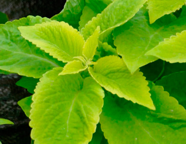Lime Green Coleus Plant Seeds – Heirloom Non-GMO Seeds for Garden Planting