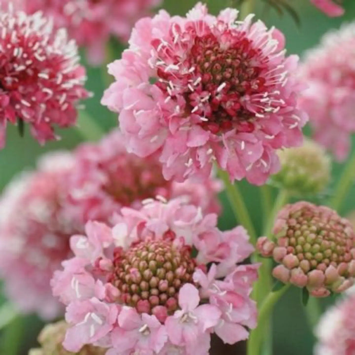 Scabiosa Salmon Rose Flower Seeds for Planting | Heirloom Non-GMO High Germination Organic Garden Seeds