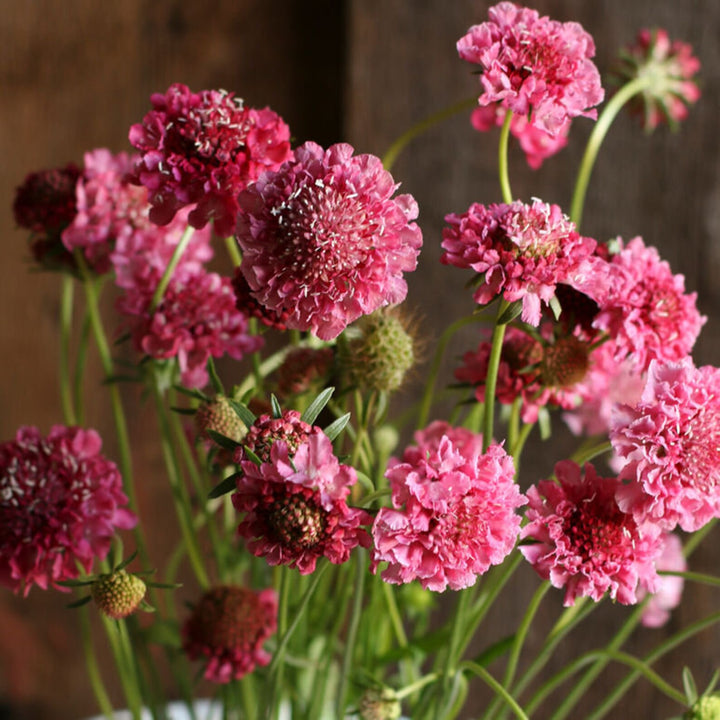 Scabiosa Salmon Rose Flower Seeds for Planting | Heirloom Non-GMO High Germination Organic Garden Seeds