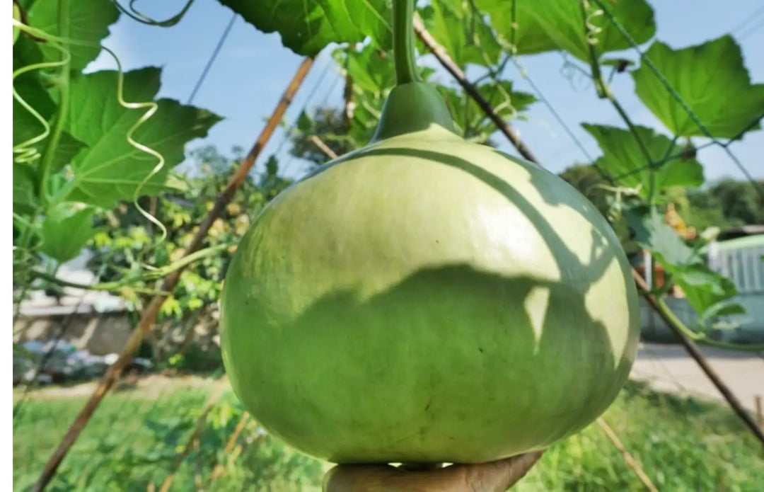Round Bottle Gourd Vegetable Seeds for Planting – Heirloom, Non-GMO Vegetable Seeds for Home Garden & Organic Farming