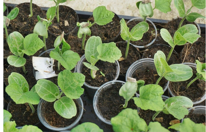 Round Bottle Gourd Vegetable Seeds for Planting – Heirloom, Non-GMO Vegetable Seeds for Home Garden & Organic Farming