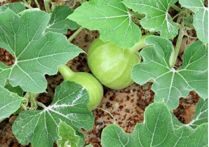 Round Bottle Gourd Vegetable Seeds for Planting – Heirloom, Non-GMO Vegetable Seeds for Home Garden & Organic Farming