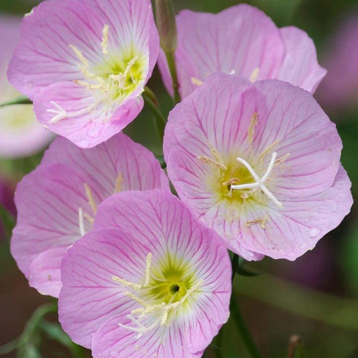 Oenothera speciosa (mexicansk eller prangende aftenprimula)Blomsterfrø-arvestykke, ikke GMO-plantning - 100 stk.