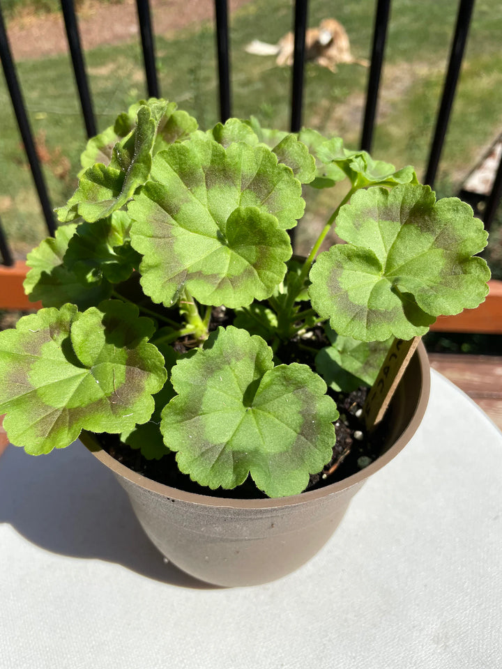 Maver­ick Salmon Geranium Seeds for Planting-Heirloom & Non-GMO Seeds for planting