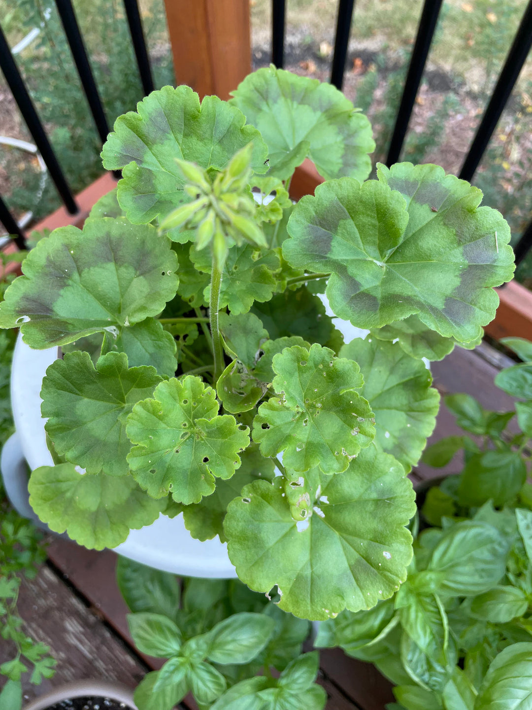 geranium seeds maverick Maverick Salmon Geranium Seeds for Planting – Heirloom, Non-GMO, High – Neeraseeds