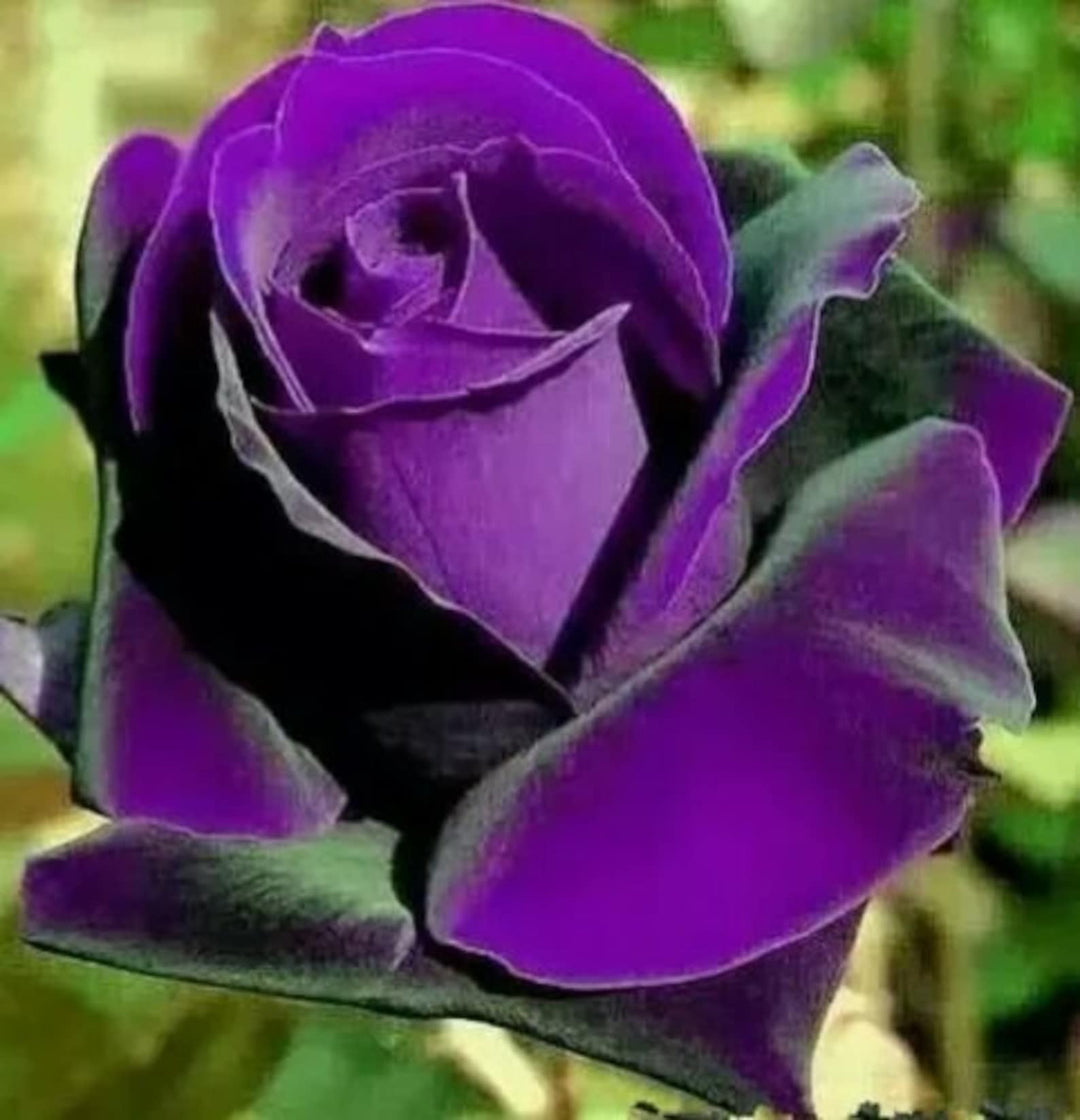 Purple Rose Flower Seeds for Planting - 100 pcs