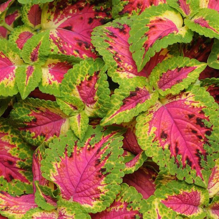 Coleus Sun Premium Watermelon Pelleted Flower Seeds for Planting – Heirloom, Vibrant Foliage Blooms