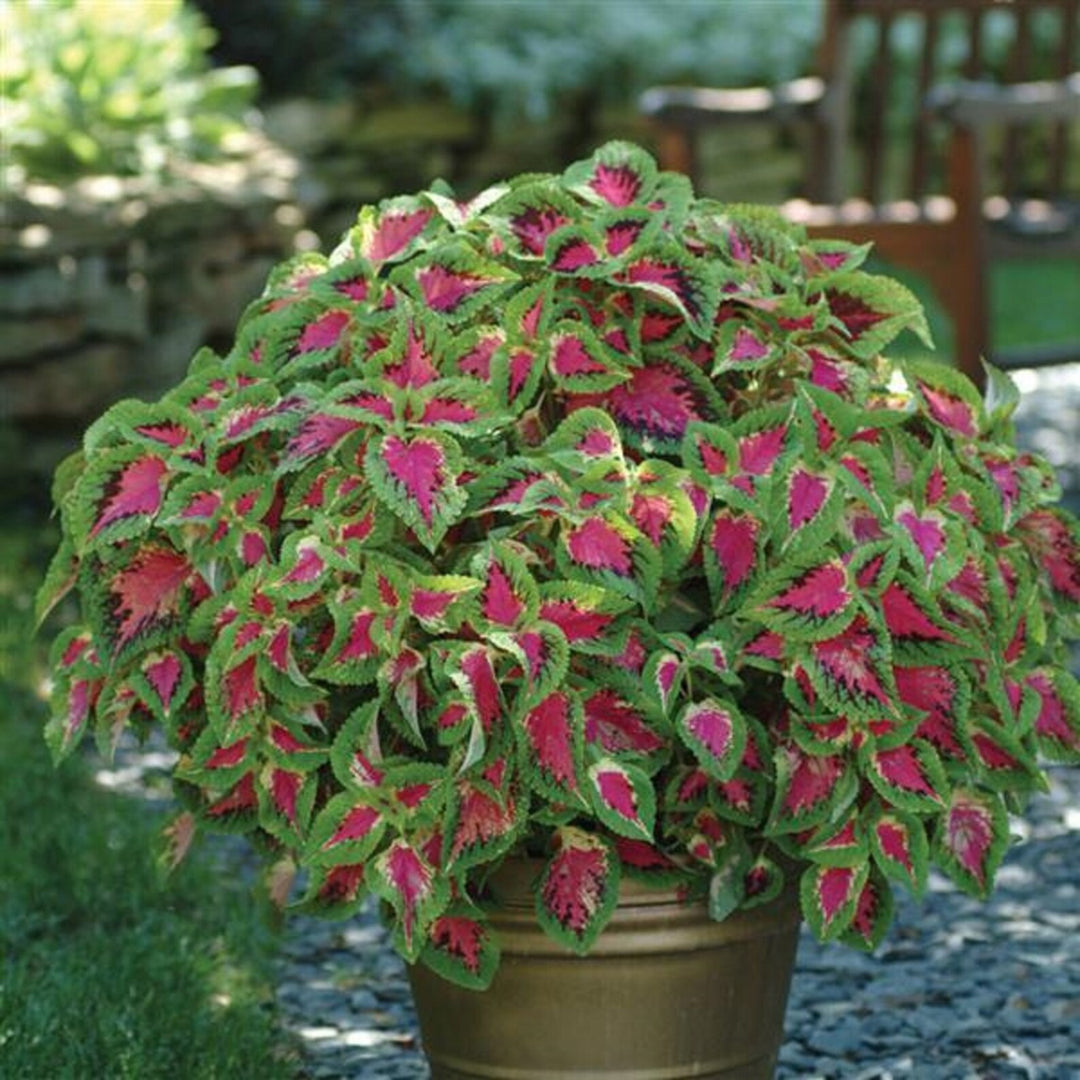 Coleus Sun Premium Watermelon Pelleted Flower Seeds for Planting – Heirloom, Vibrant Foliage Blooms