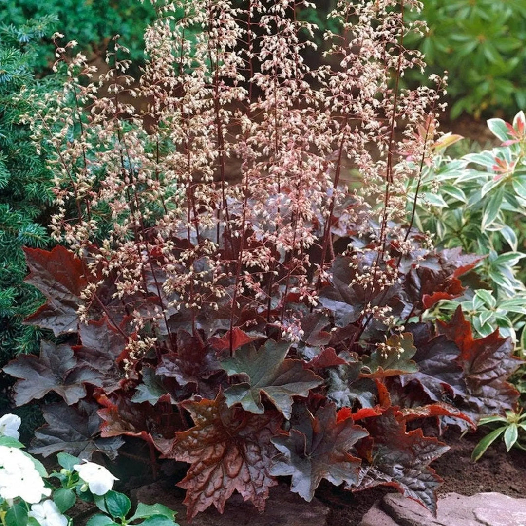 purple coral flower seeds