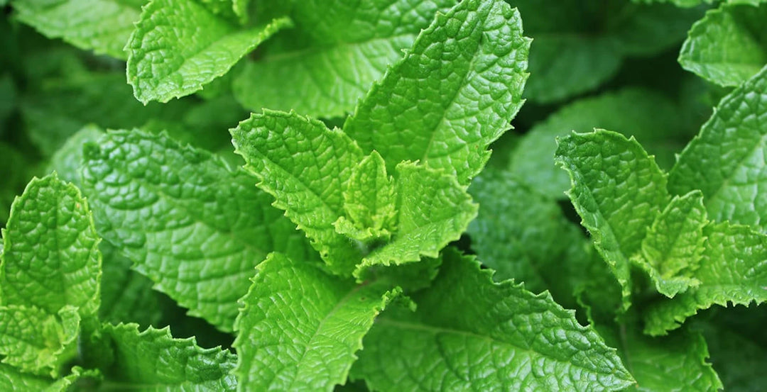 Grøn Mentha Spicata (Spearmint) Urteplantefrø til have og smag 100 stk.