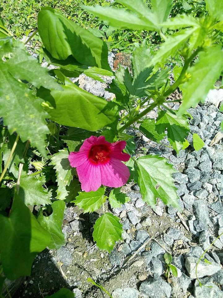 Hibiscus Cannabinus Flower Seeds for Planting – Heirloom Non-GMO Garden Seeds, High Germination