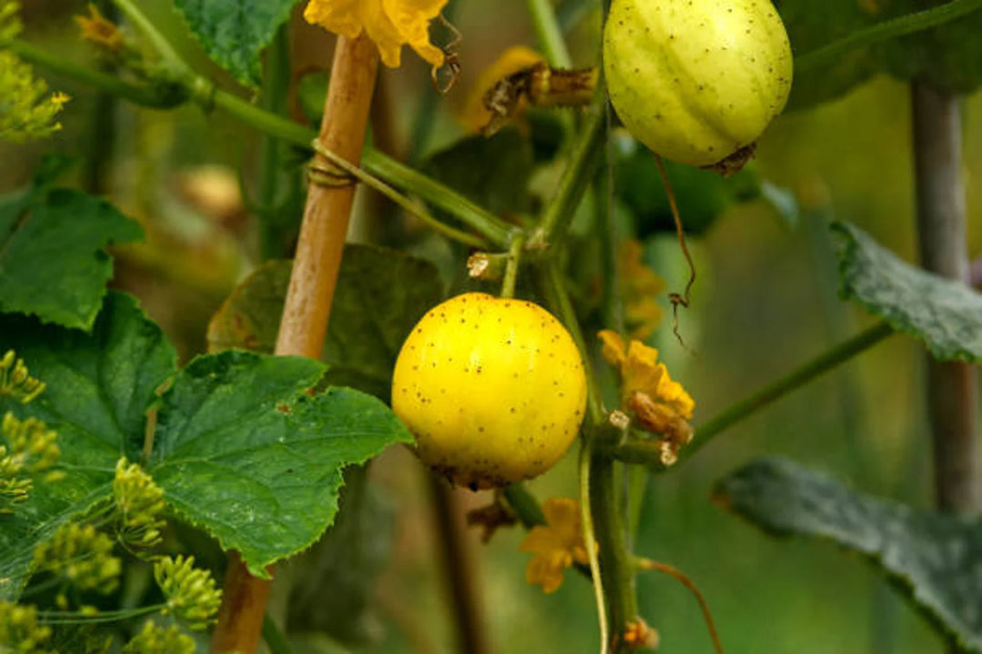 Heirloom Lemon Crystal Cucumber / Cucumis sativus / Garden Lemon / Fruit Seeds – Citrusy and Refreshing