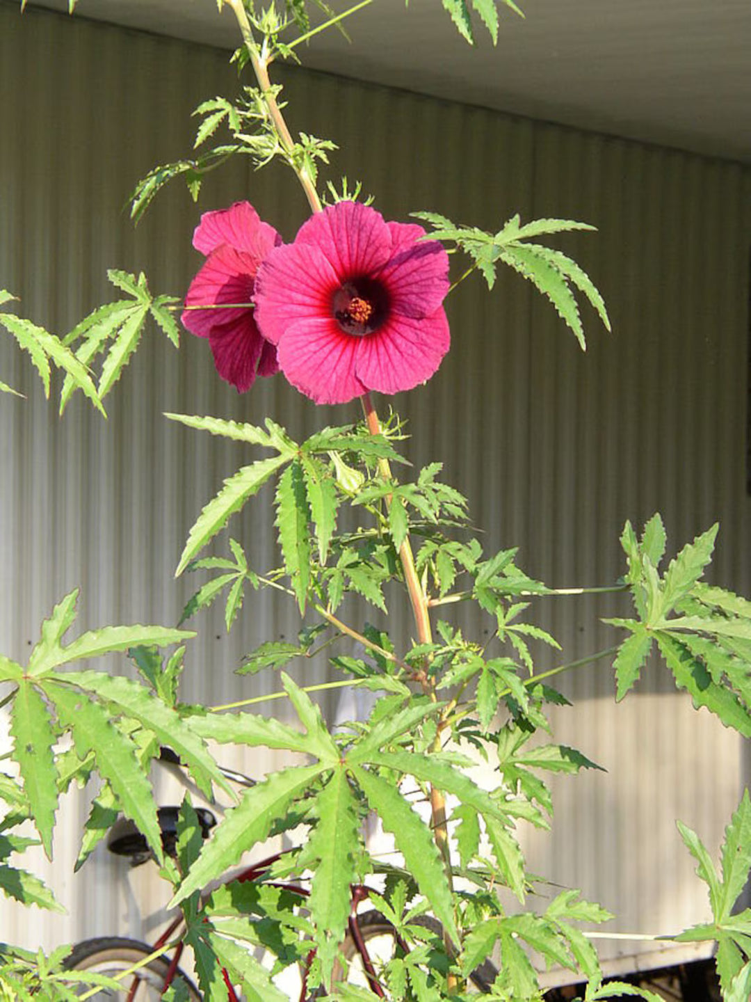 Hibiscus Cannabinus Flower Seeds for Planting – Heirloom Non-GMO Garden Seeds, High Germination