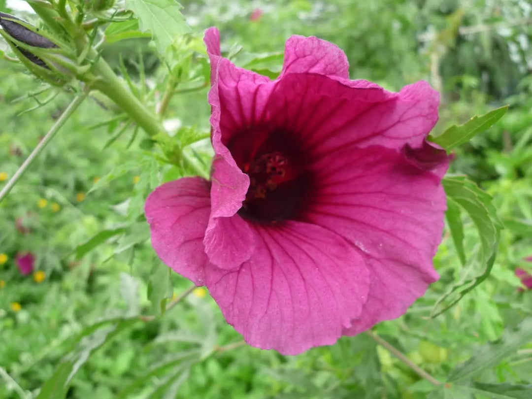 hibiscus cannabinus flower seeds