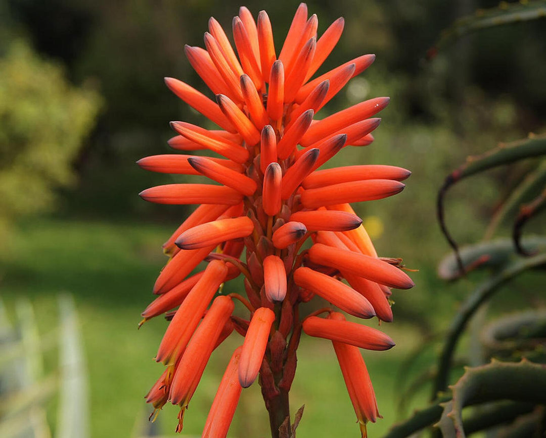 Krantz Aloe Plant Seeds for Healing and Medicinal Gardens