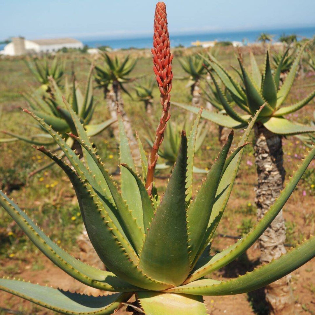 Grønne Aloe Vera plantefrø til helbredende og medicinske haver 100 stk