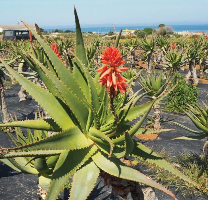 Grønne Aloe Vera plantefrø til helbredende og medicinske haver 100 stk