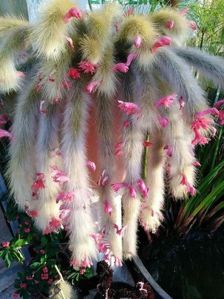 Hildewintera Colademononis- Monkey Tail Cactus - Cactus Plant Seeds for Planting - 100 pcs