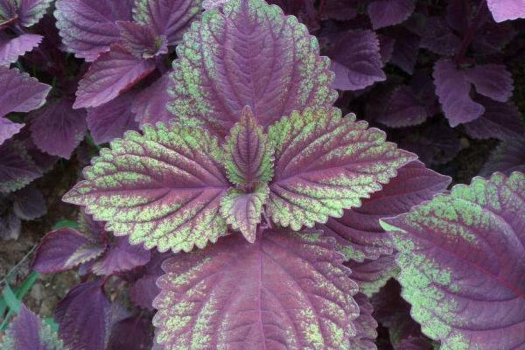 Purple & Green Shiso Seeds for Planting-apanese Basil Perilla frutescens var. crispa