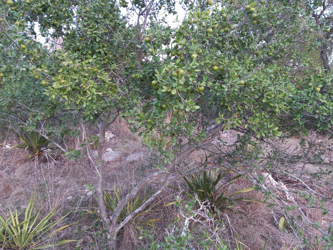 Texas Persimmons (diospyros texana) fruit tree seeds for Planting - Sweet and Nutritious Fruit for Your Garden