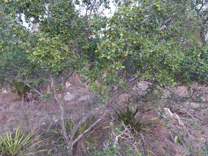 Texas Persimmons (diospyros texana) fruit tree seeds for Planting - Sweet and Nutritious Fruit for Your Garden