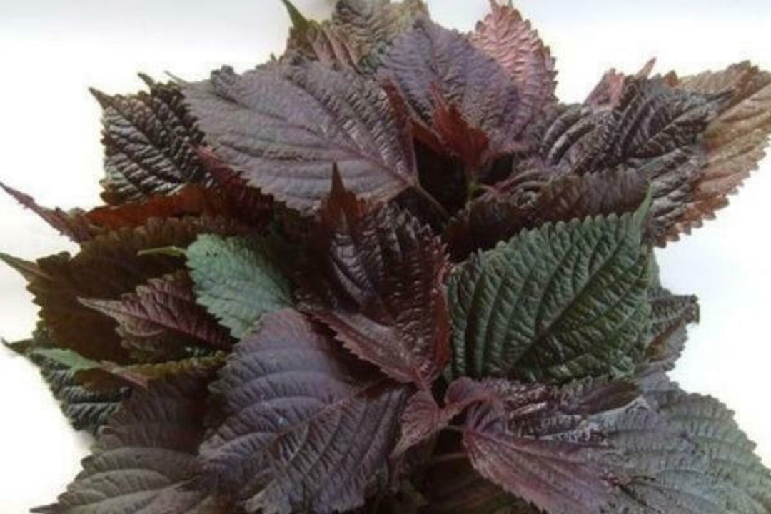 Purple & Green Shiso Seeds for Planting-apanese Basil Perilla frutescens var. crispa