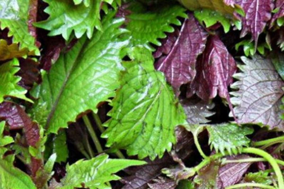 Purple & Green Shiso Seeds for Planting-apanese Basil Perilla frutescens var. crispa