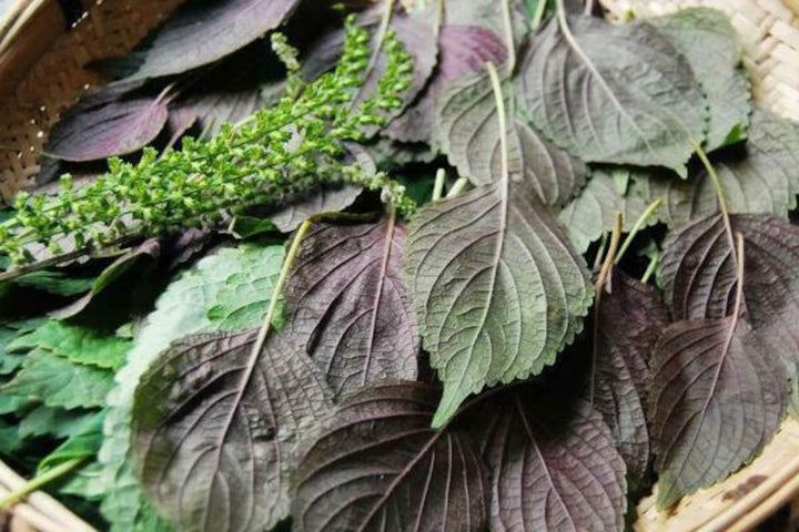 Purple & Green Shiso Seeds for Planting-apanese Basil Perilla frutescens var. crispa