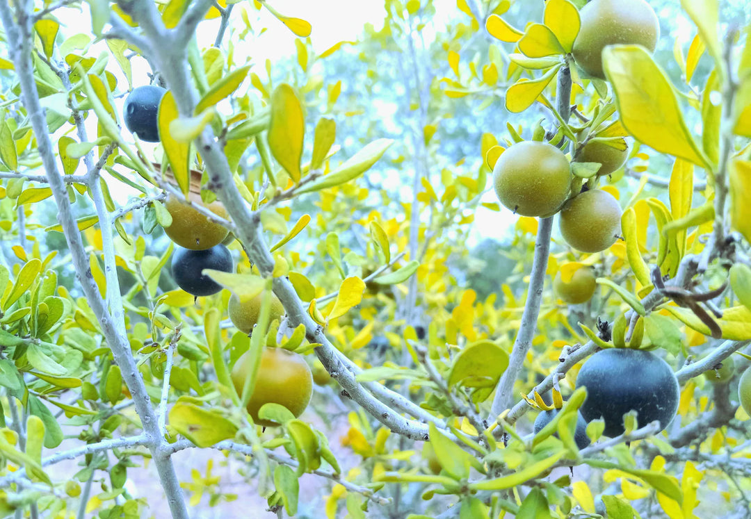 Persimmon Frugtfrø - Sød og næringsrig frugt til din have 100 stk