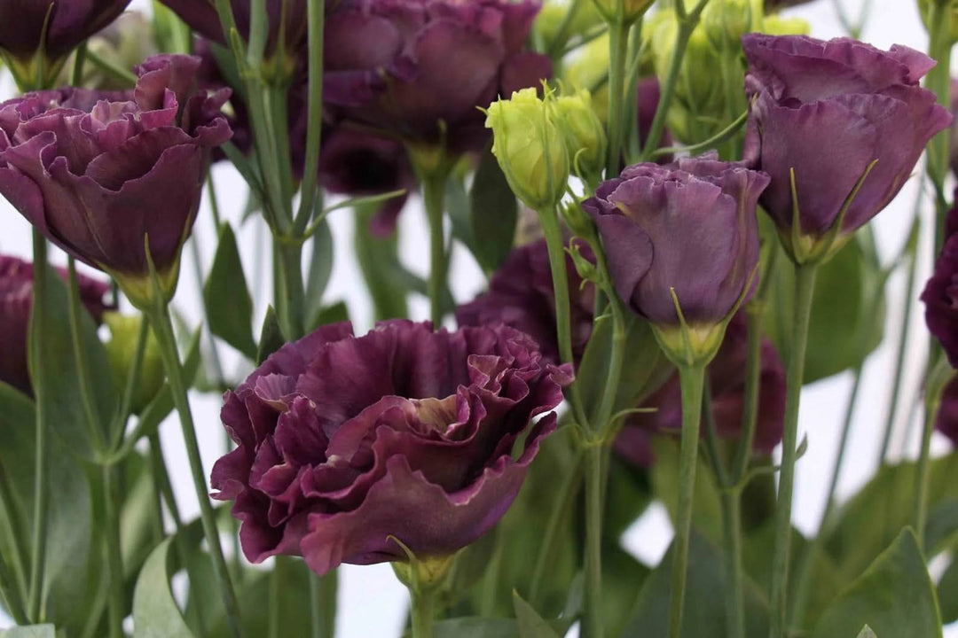 black lisianthus flower seeds