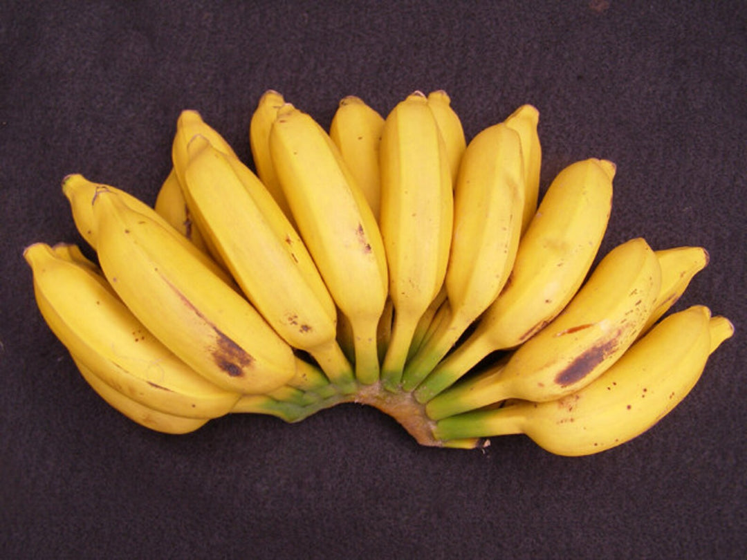 Goldfinger Banana Fruit Tree Seeds for Planting - Grow Exotic  Banana Trees in Your Yard