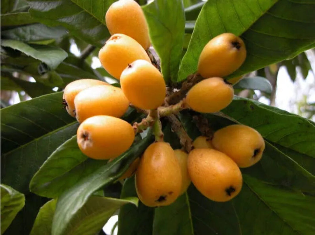 Loquat Shrub Seeds – Eriobotrya Japonica Heirloom Non-GMO Seeds for Garden Planting
