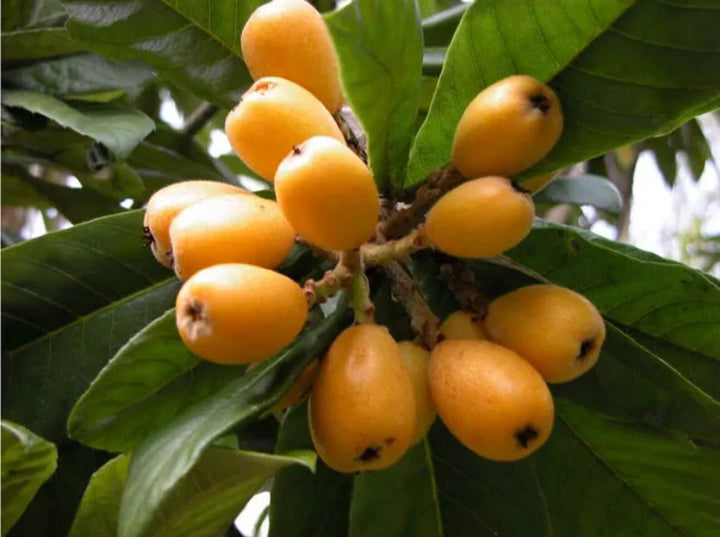 Loquat Shrub Seeds – Eriobotrya Japonica Heirloom Non-GMO Seeds for Garden Planting