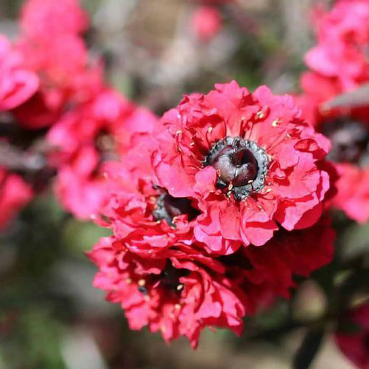 Pink Manuka Honning Teatree Leptospermum Scoparium blomsterfrø til plantning - 100 stk.