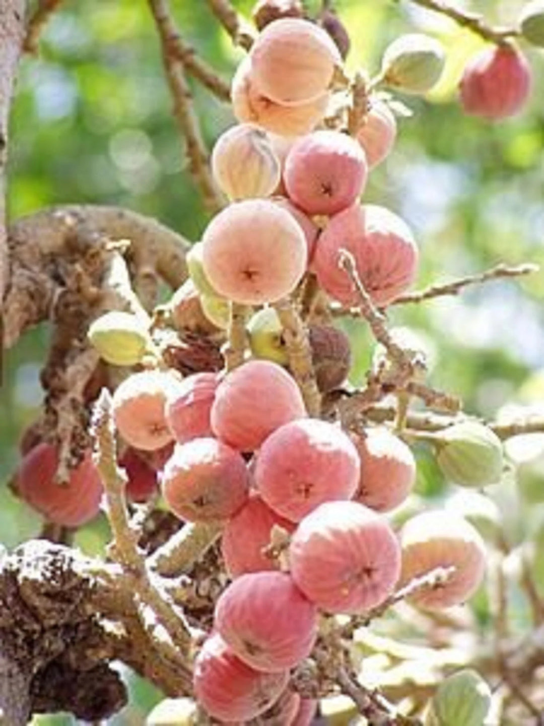 Sycomore Fig / Mulberry Fig - Ficus sycomorus - Rare 'Fruit' Seeds - Egyptian Fig, Pink-Yellow, African Fig, Moraceae, African Fig, Wild Fig