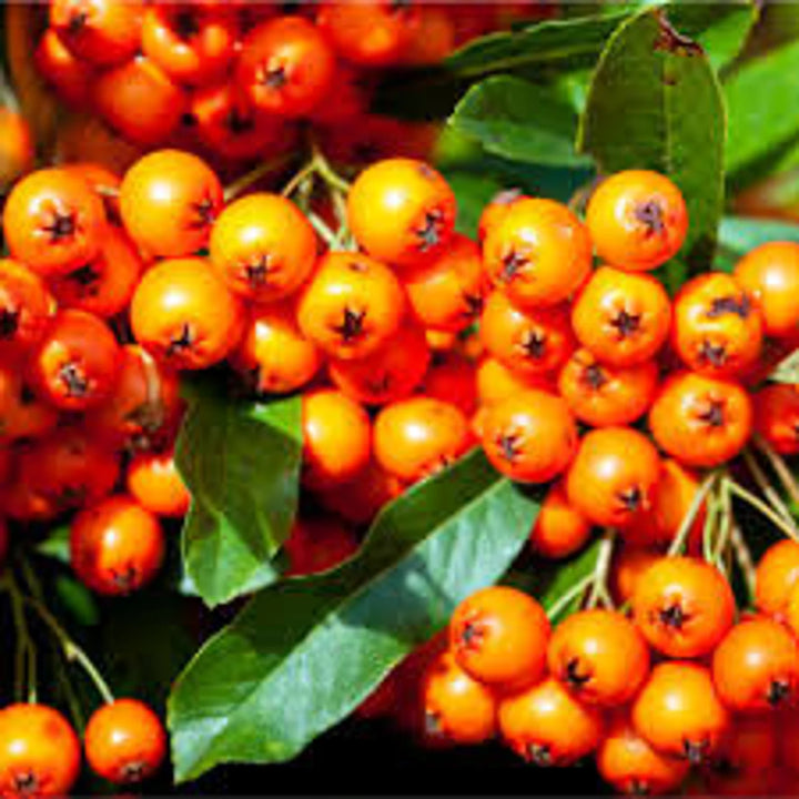 Orange Firethorn (Pyracantha coccinea) Fruit Seeds – Grow Hardy, Colorful Firethorn Berries, Heirloom &amp; Non-GMO