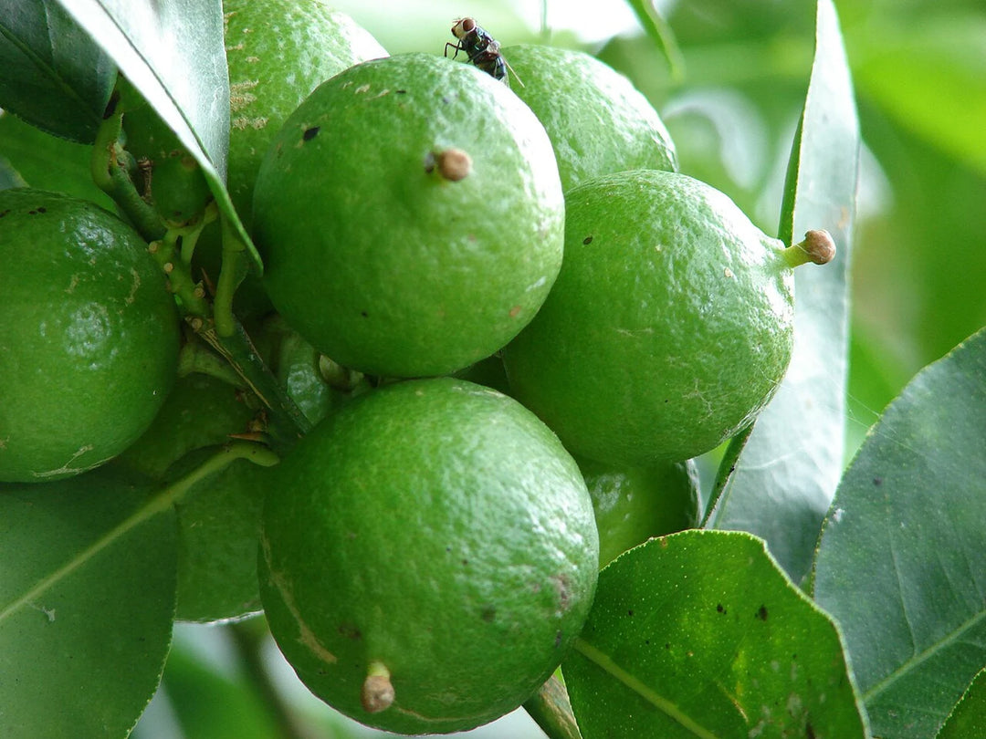 Key Lime 'Citrus aurantifolia' Fruit Seeds for Planting – Heirloom and GMO Free Citrus Fruit Seeds for Home Garden