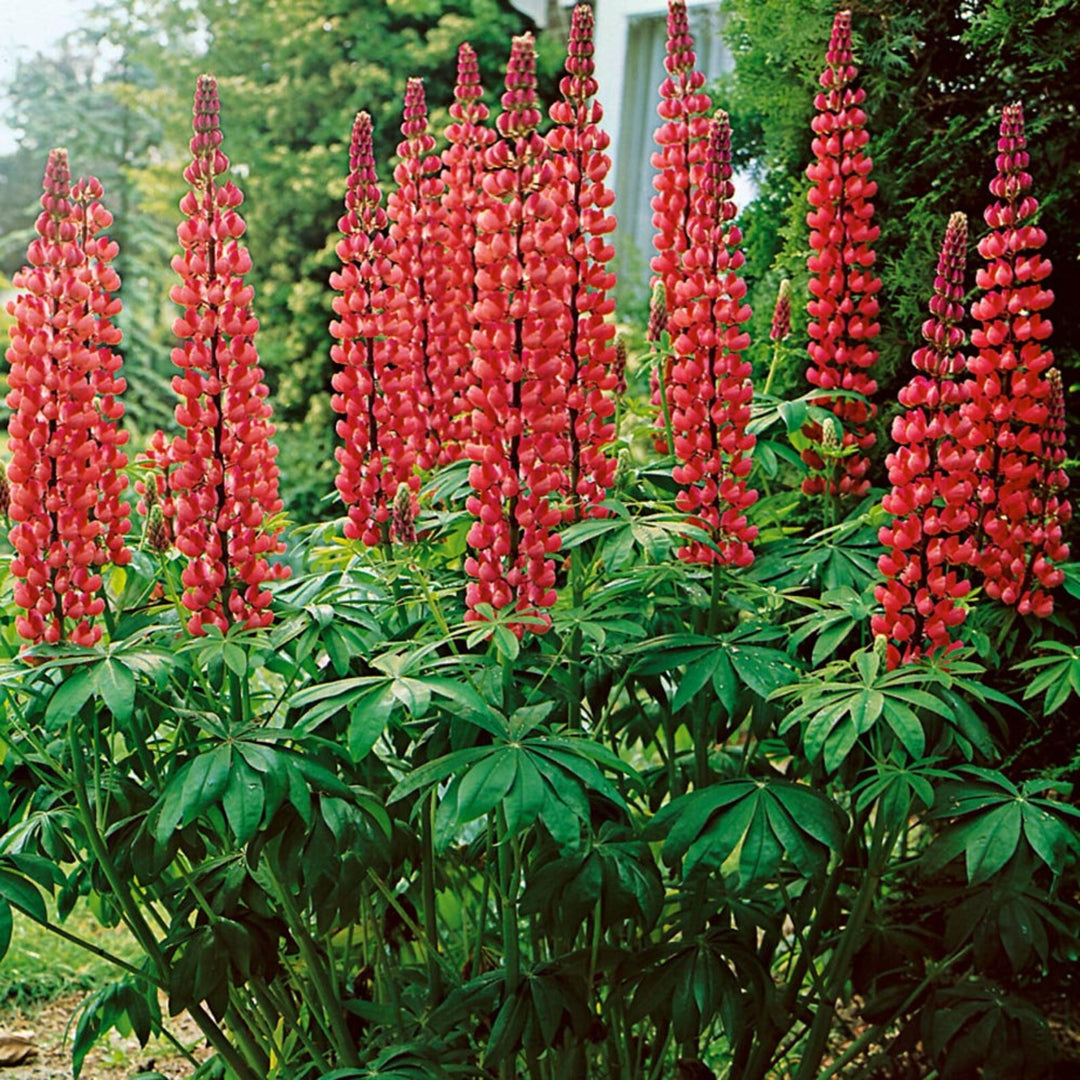 Red Russell Hybrid Lupines (Lupinus polyphyllus) Flower Seeds for Planting – Heirloom Garden Seeds