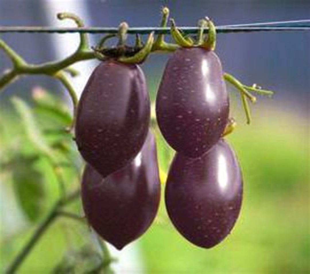 Purple Grape Cherry Tomato Seeds for Planting - 100 pcs