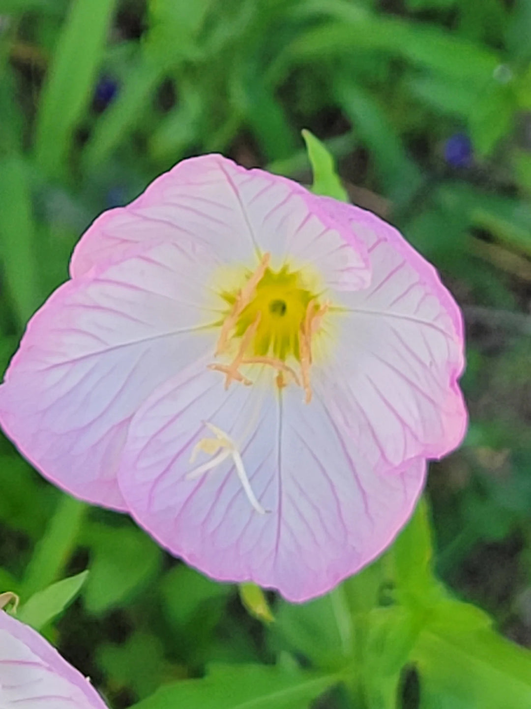 Oenothera speciosa (Mexican or Showy Evening Primrose)Flower Seeds-Heirloom,Non GMO Planting - 100 pcs