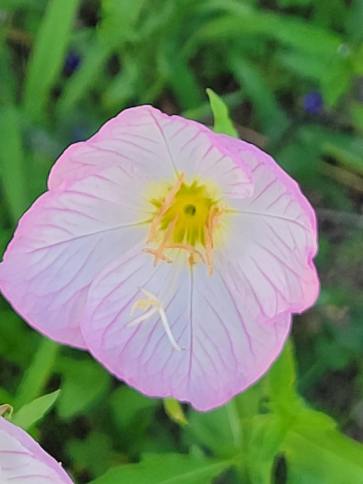 Oenothera speciosa (mexicansk eller prangende aftenprimula)Blomsterfrø-arvestykke, ikke GMO-plantning - 100 stk.