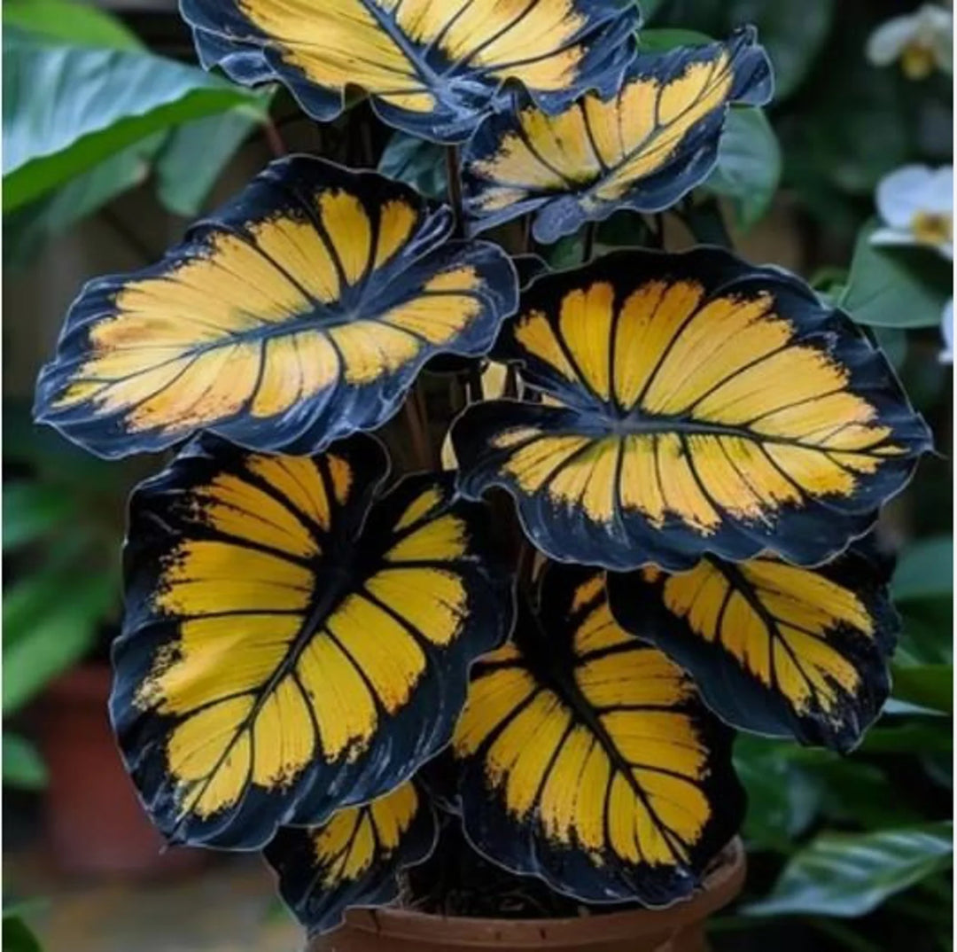 calathea plant seeds Sunburst Calathea Plant Seeds for Planting – Heirloom, Non-GMO, Organi – Neeraseeds