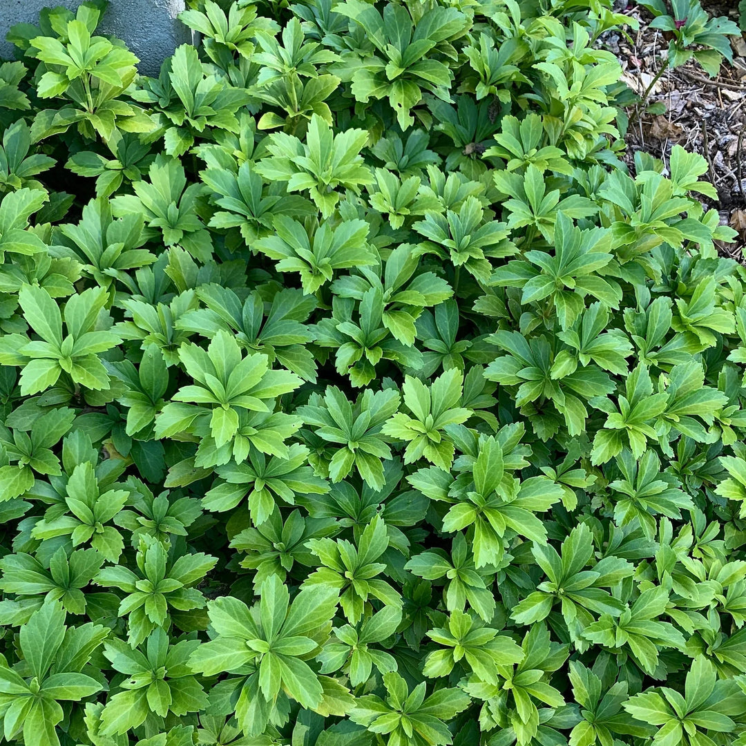 Pachysandra Plantefrø til udplantning 100 stk