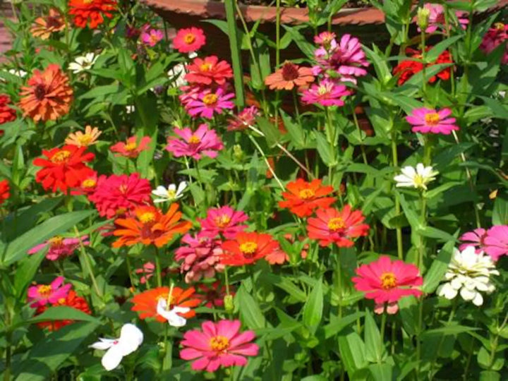 Enkelt kronblad Zinnia Mix Blomsterfrø til udplantning, 100 stk