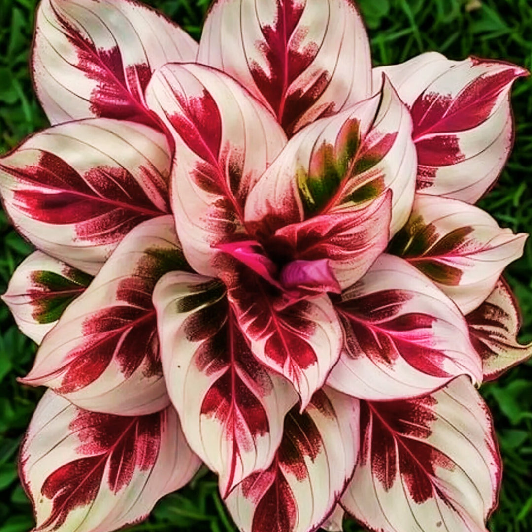 Grøn Gul Calathea Blomsterfrø til udplantning - 100 stk