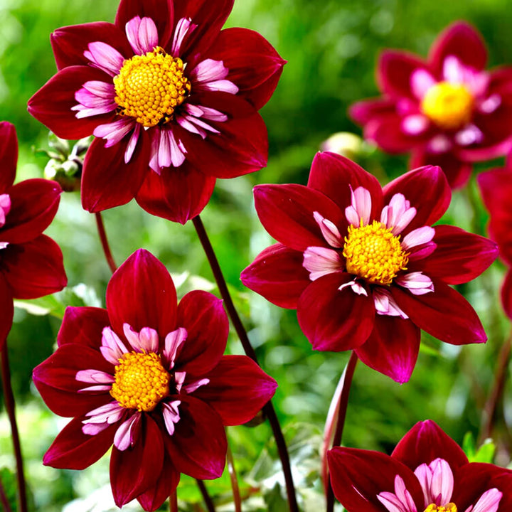 Night Butterfly Dahlia Perennial Flower Seeds for  Planting - Heirloom and Non-GMO Garden Seeds