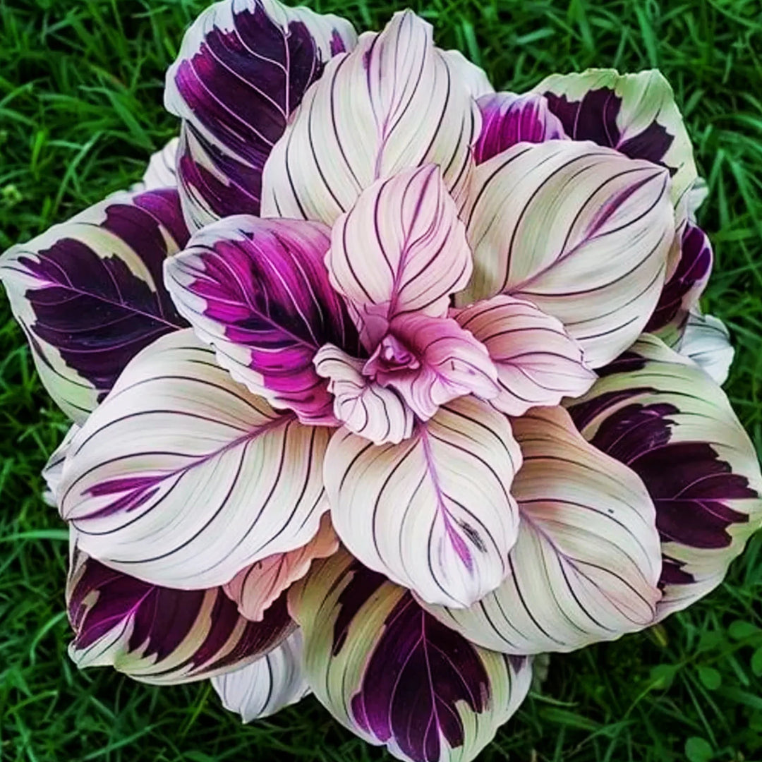 Purple White Calathea Warscewiczii Flower Seeds for Planting - Heirloom & Non-GMO Seeds