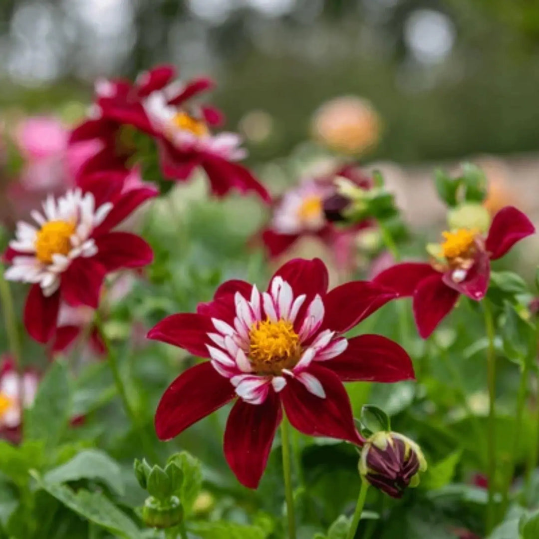 Night Butterfly Dahlia Perennial Flower Seeds for  Planting - Heirloom and Non-GMO Garden Seeds