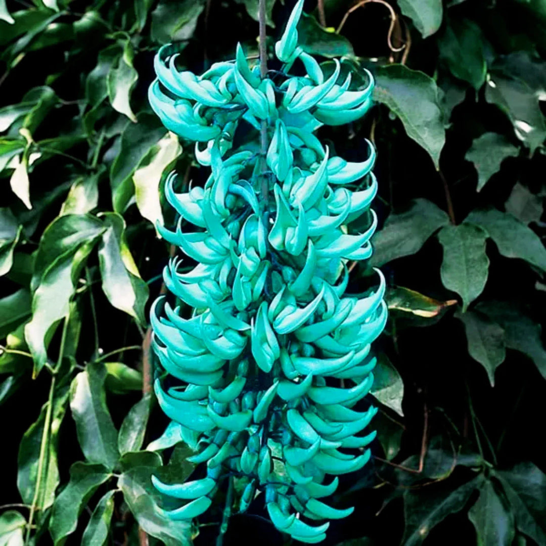 Green Strongylodon Macrobotrys Flower Seeds for Planting – Heirloom Non-GMO High Germination Garden Seeds