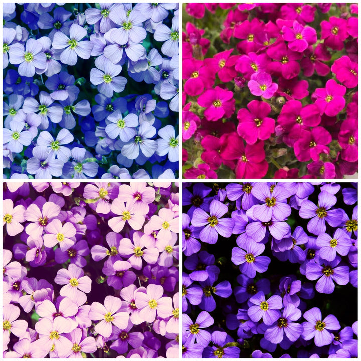 Rock Cress Flower Seeds for Planting, Mix 100 pcs